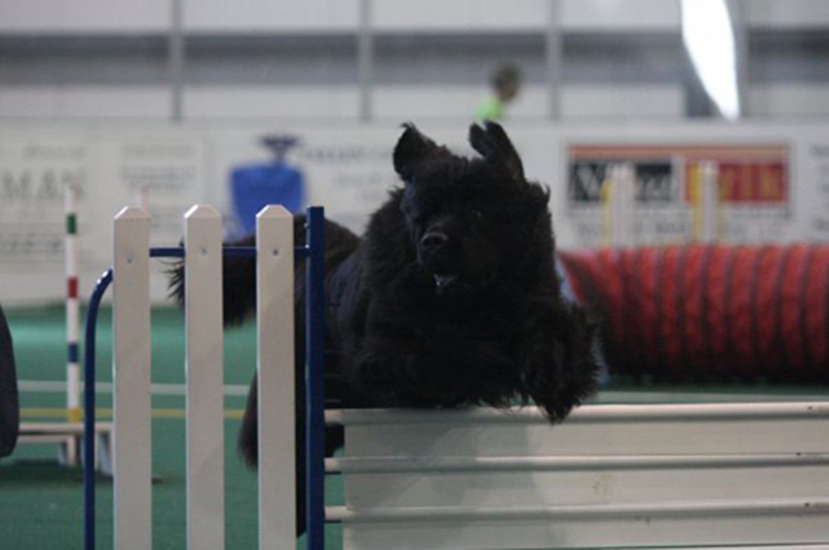 Safety Considerations for Agility With Newfoundland Dogs