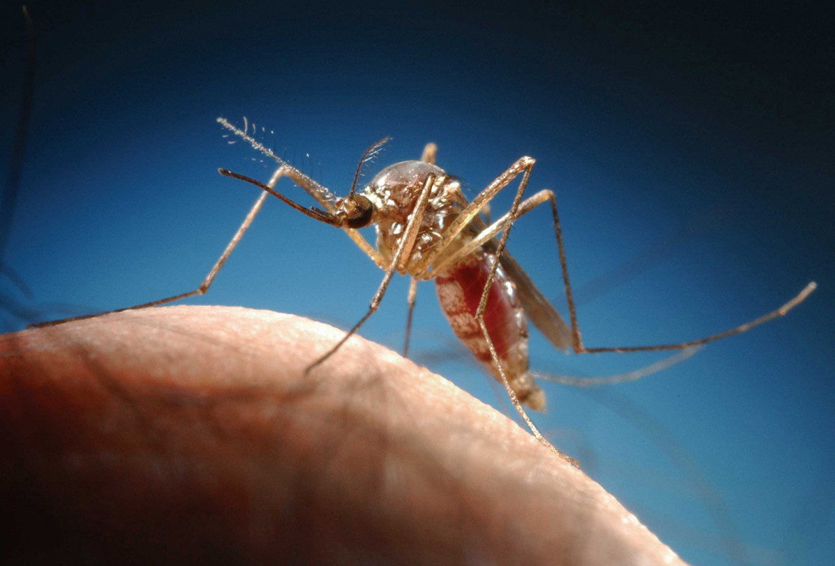 Mosquitos are extremely common in Florida, and some carry diseases like EEE and West Nile virus. 