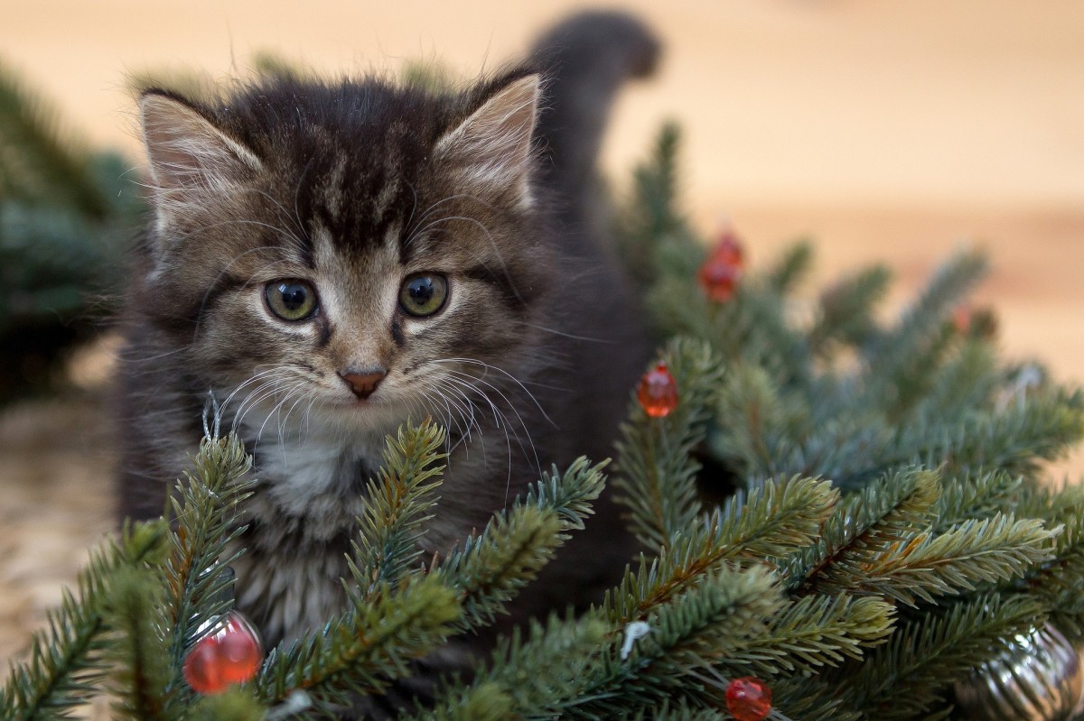 how-to-keep-your-cat-out-of-the-christmas-tree