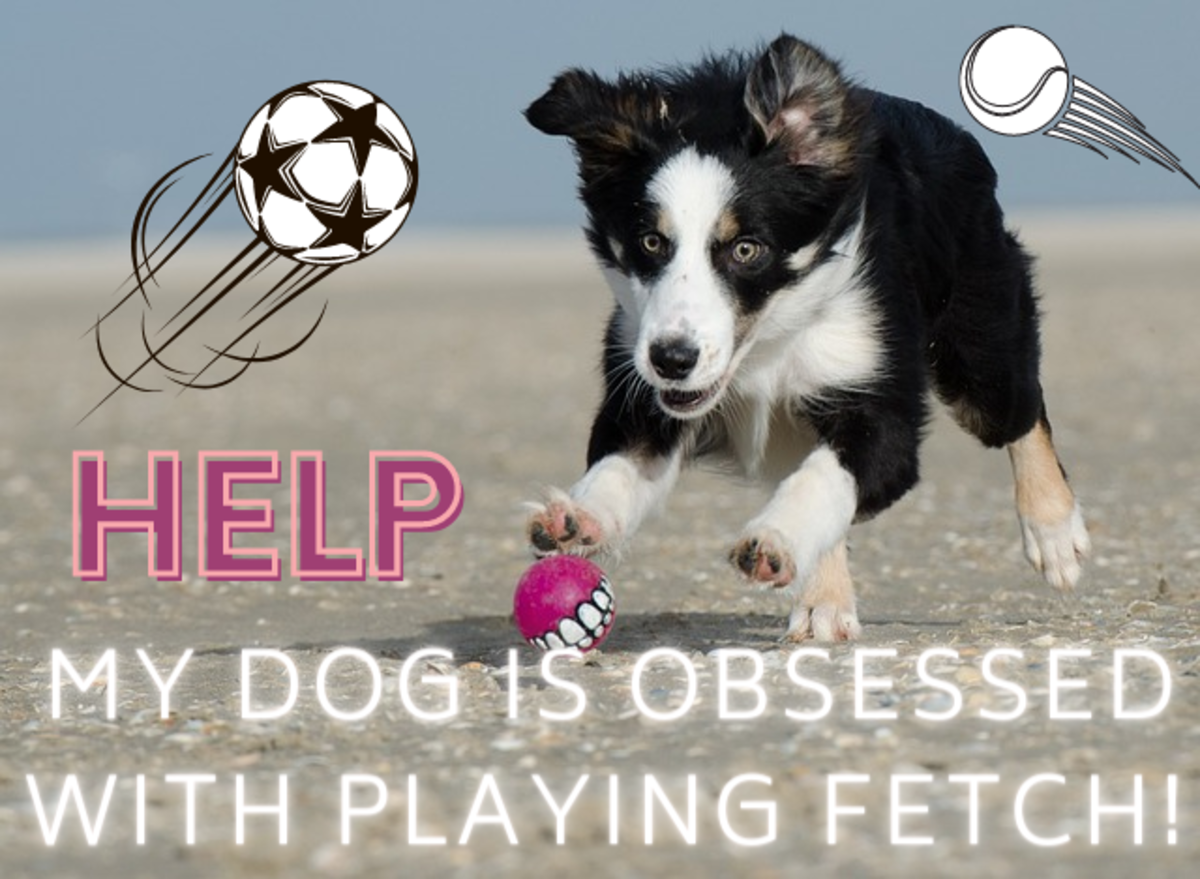 Why Is Your Dog Obsessed With Playing Fetch? PetHelpful