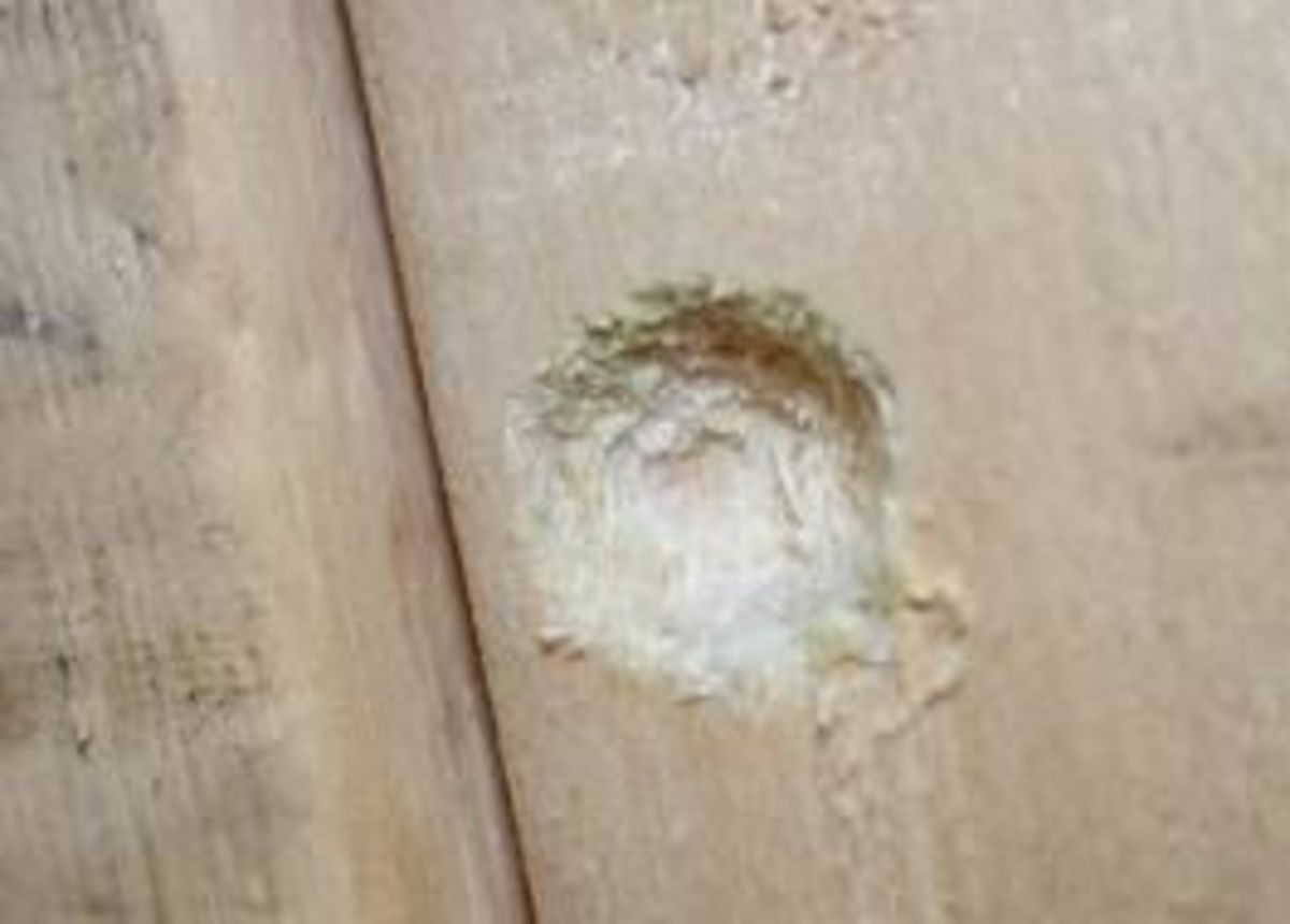 How to Get Rid of Carpenter Bees HubPages