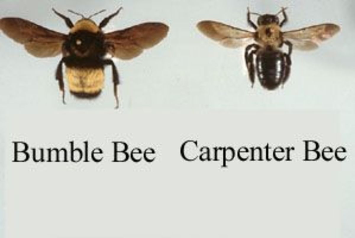 How to Get Rid of Carpenter Bees HubPages