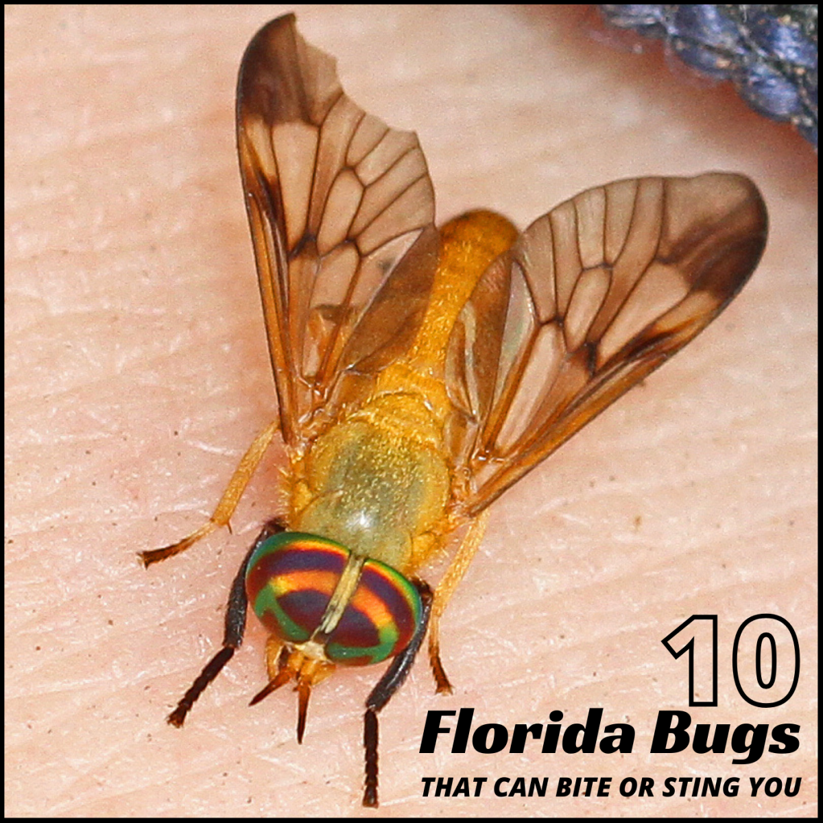 10 Florida Bugs That Bite Or Sting Share Me