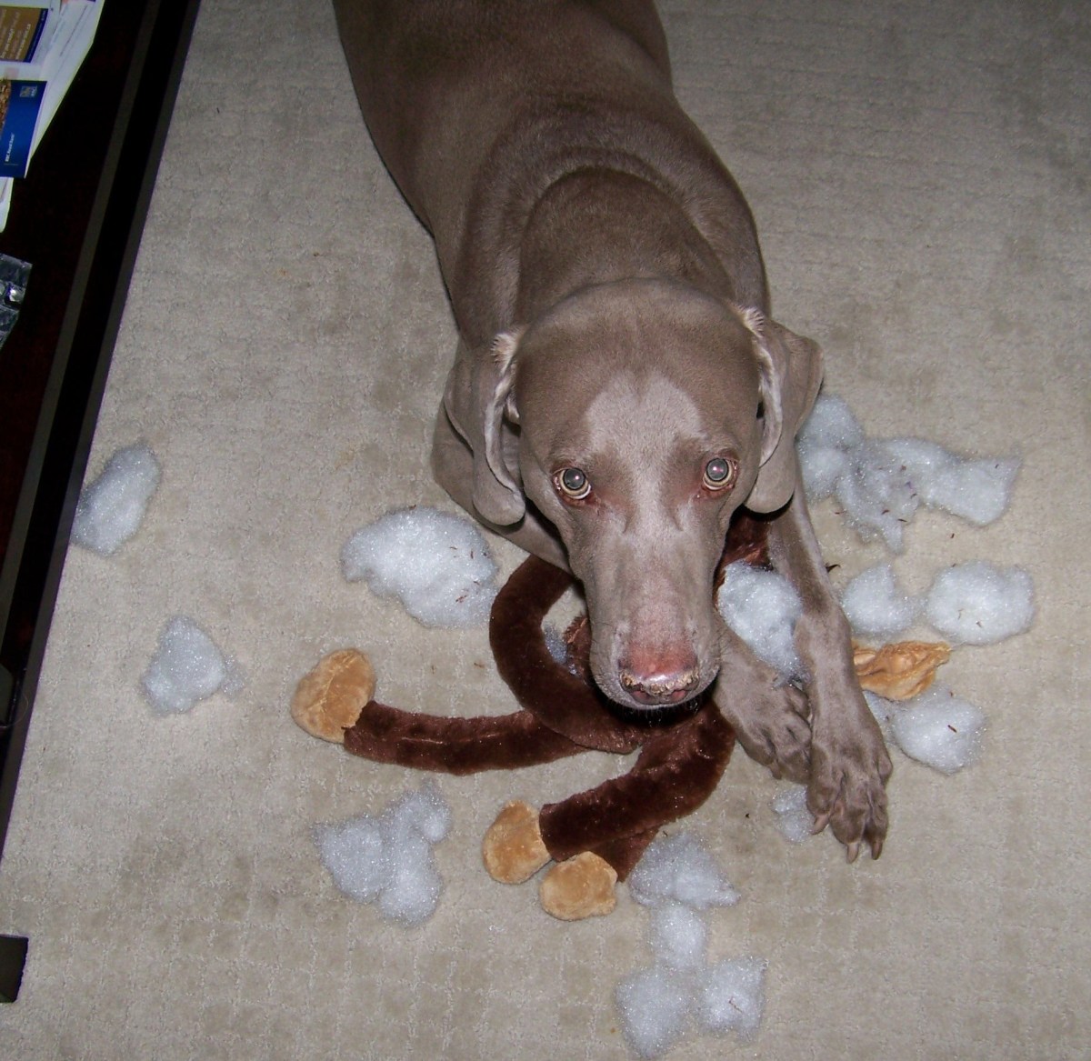 How Titan played with his monkey toy.  Clean up?! Lol, yeah right!