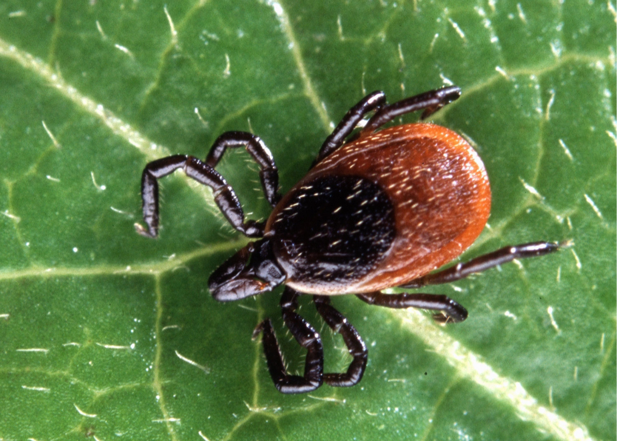 Black-legged ticks—also known as deer ticks—can transmit Lyme disease to humans. 