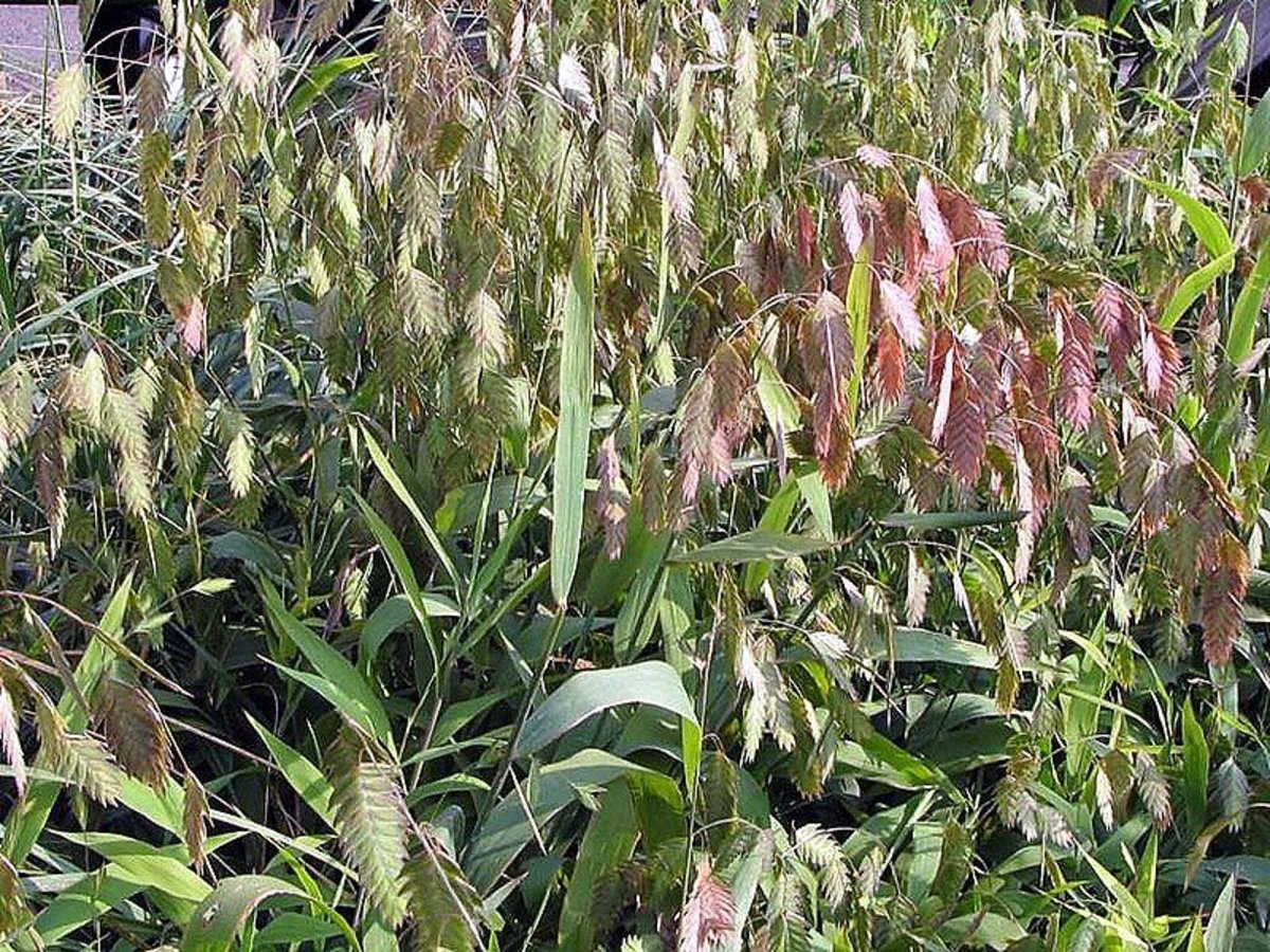 How to Grow Northern Sea Oats, a Native Grass