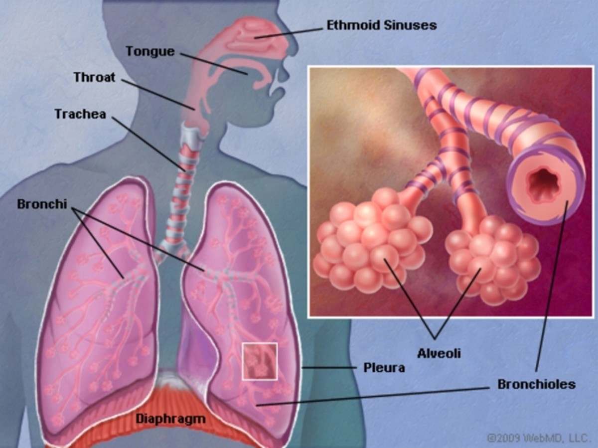 Early Signs of Lung Cancer - HubPages