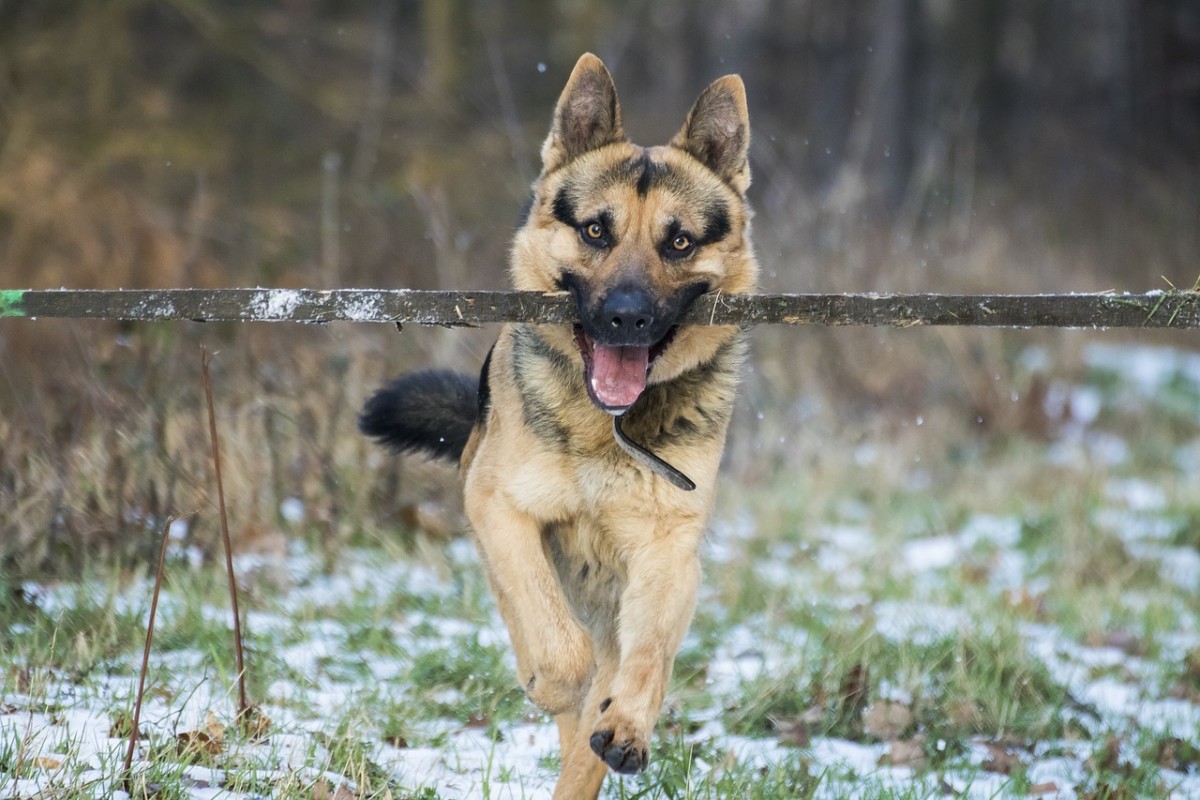 The Best Toys For German Shepherds