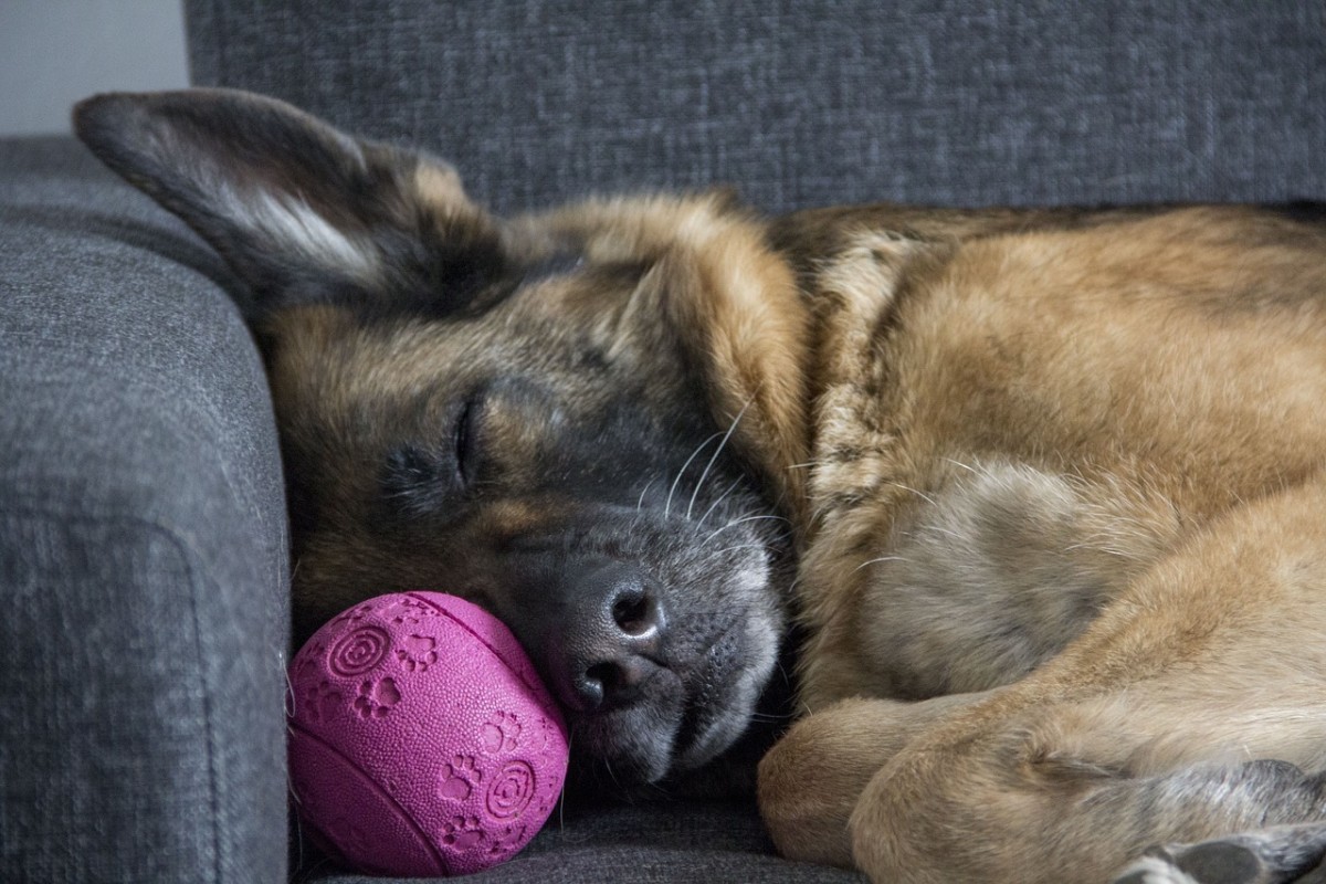 The Best Toys for German Shepherds