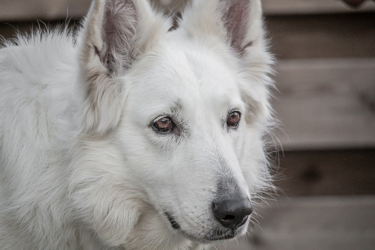 White 'German' Shepherds: A Coat Color Variation or More? - PetHelpful