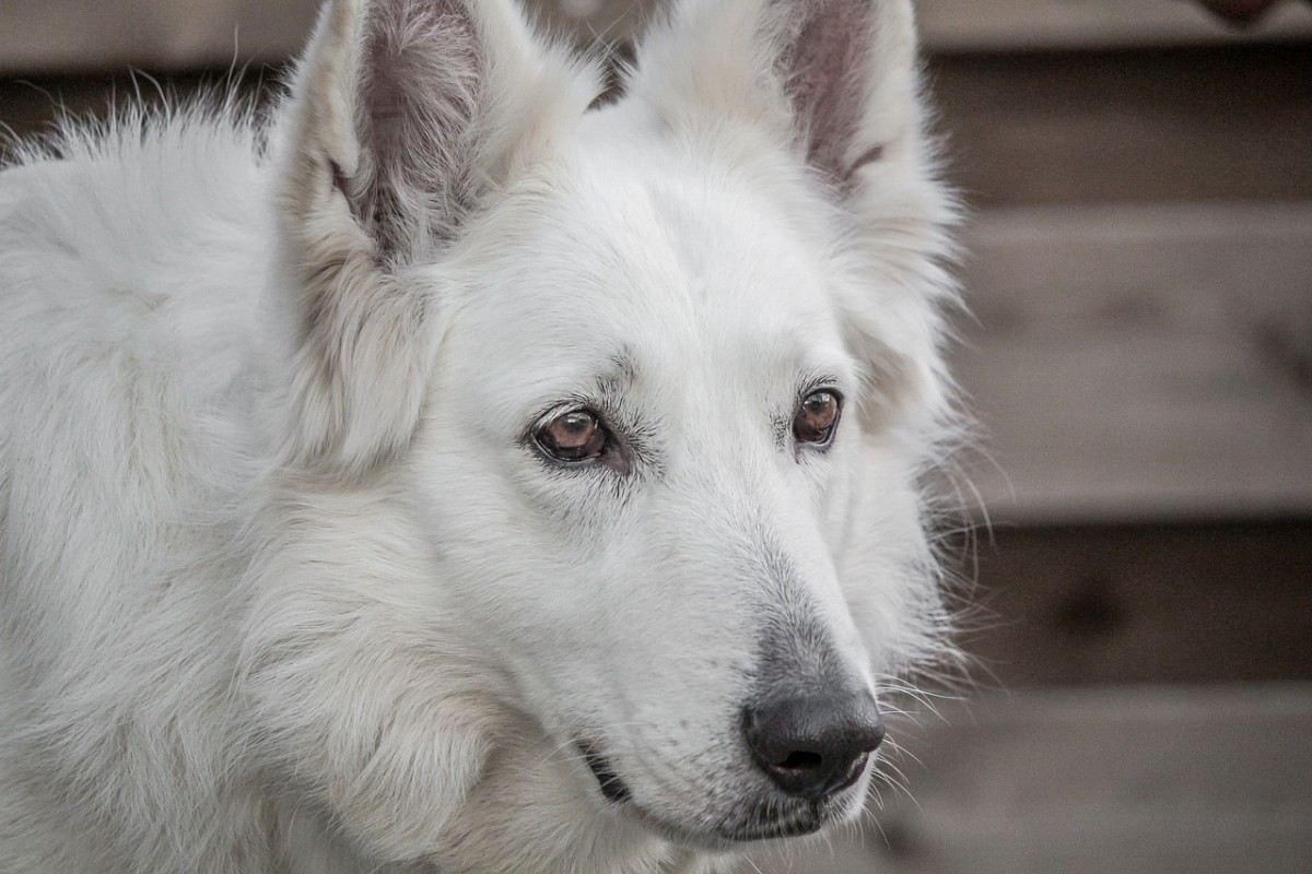 White Fur German Shepherd Online Www danzhao cc