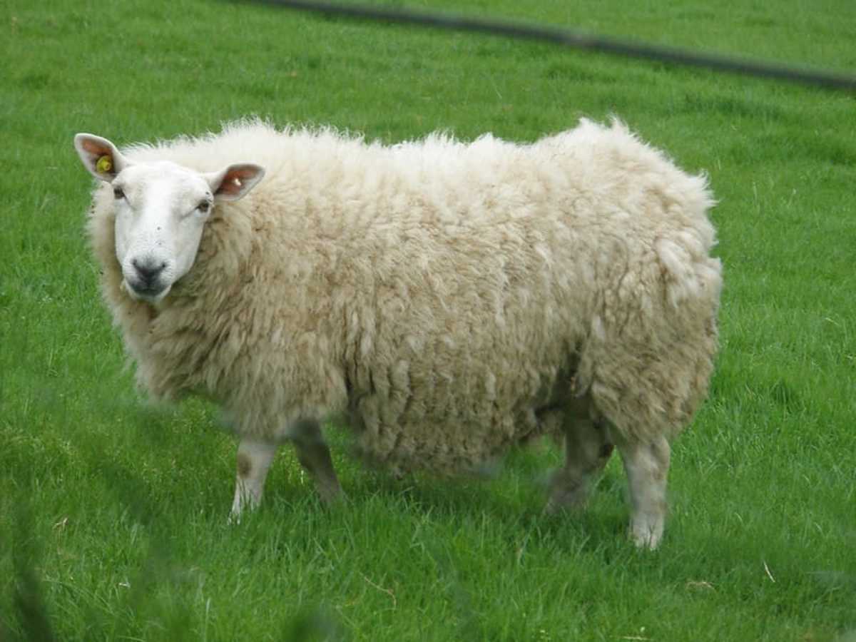 Cheviot sheep make excellent homestead flock.