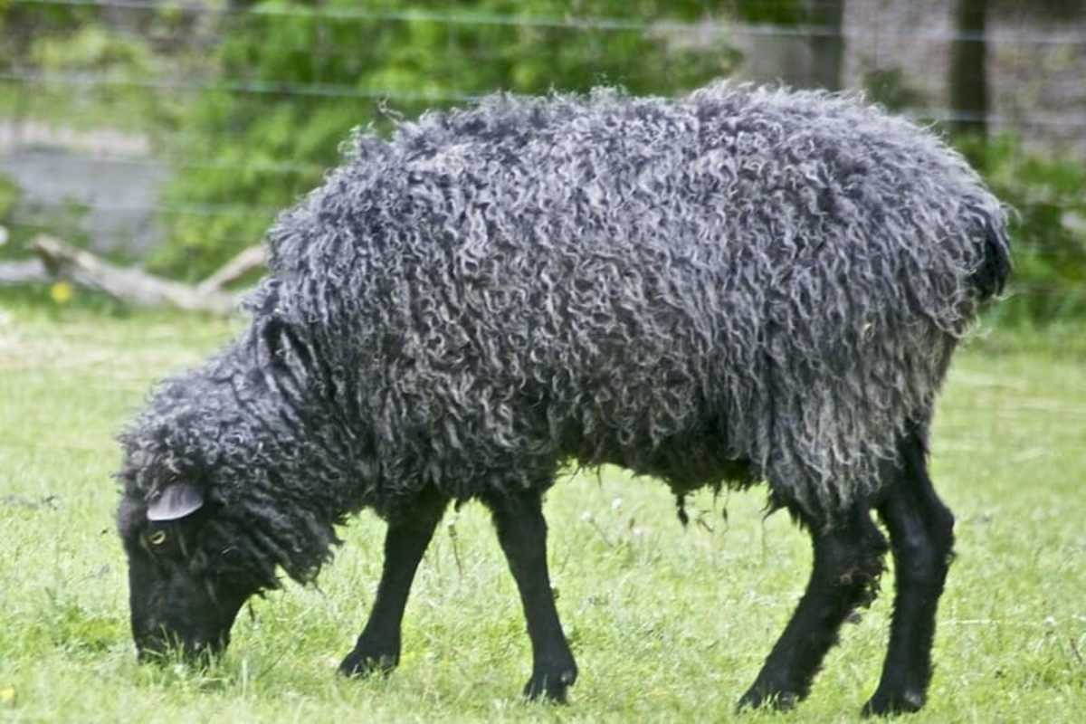 Black Welsh mountain sheep