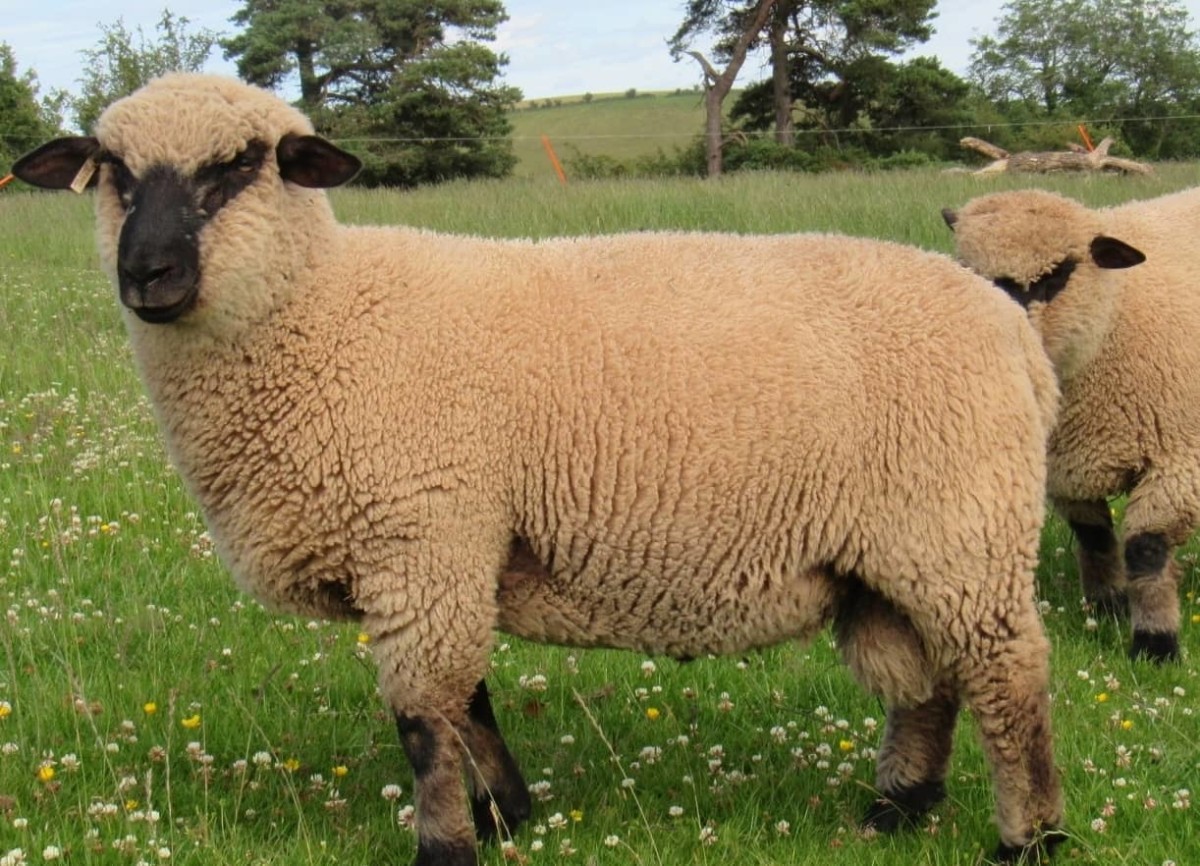 Shropshire Sheep of a pedigree flock 