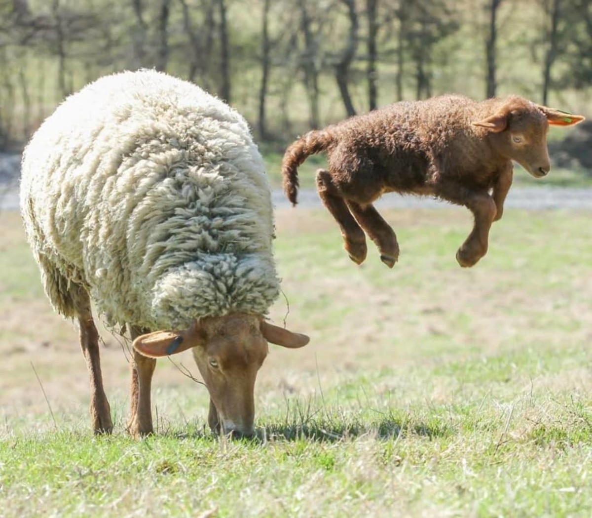 Tunis sheep are two types: Tunis Barbarin raised for meat and American Tunis raised for meat and wool.
