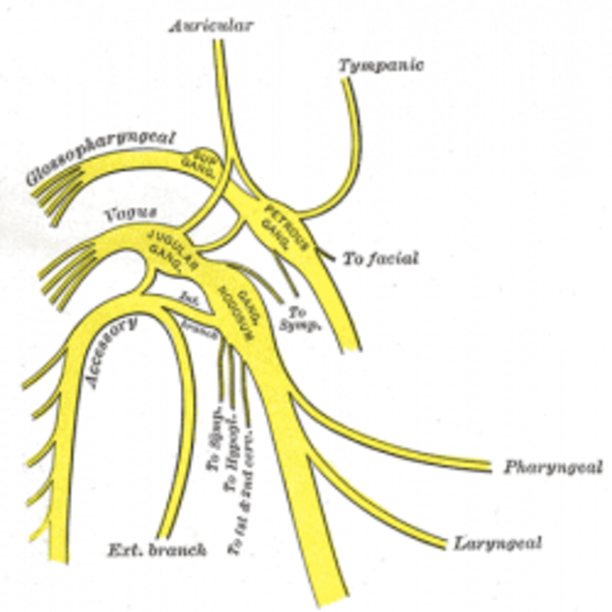 Glossopharyngeal nerve from Gray's Anatomy 1918 edition