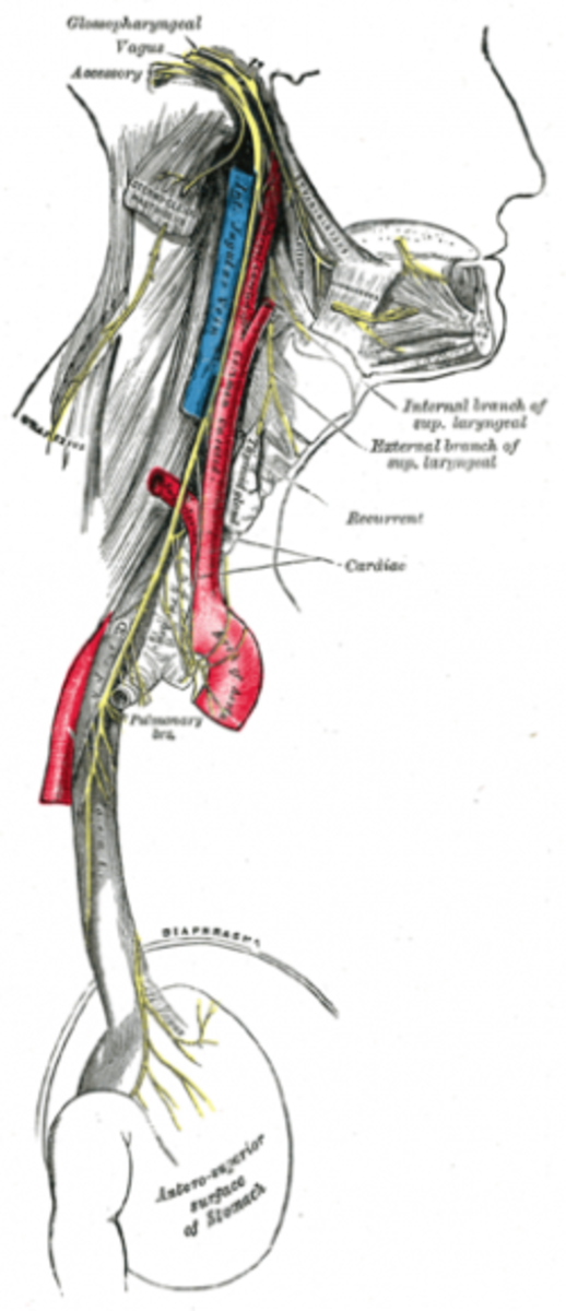 Vagus nerve from Gray's Anatomy 1918 edition