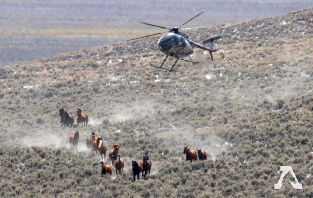 A Possible End to the Rein of Terror for Wild Horses and Burros