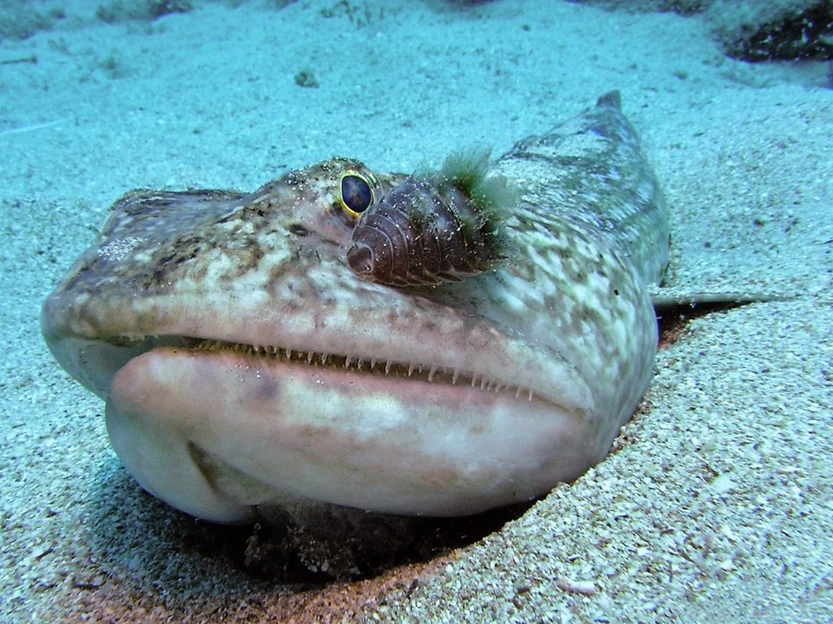 Nerocila armata is a parasitic isopod from the family Cymothoidae. In this photo, it's living on a diamond lizardfish (Synodus synodus)