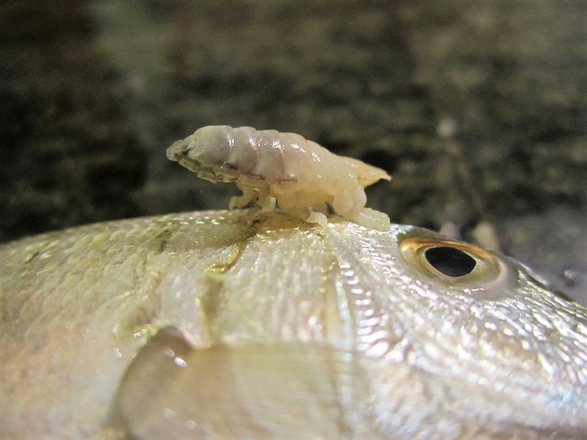 Taxonomy Facts, Isopod Features, and the Tongue-Eating Louse