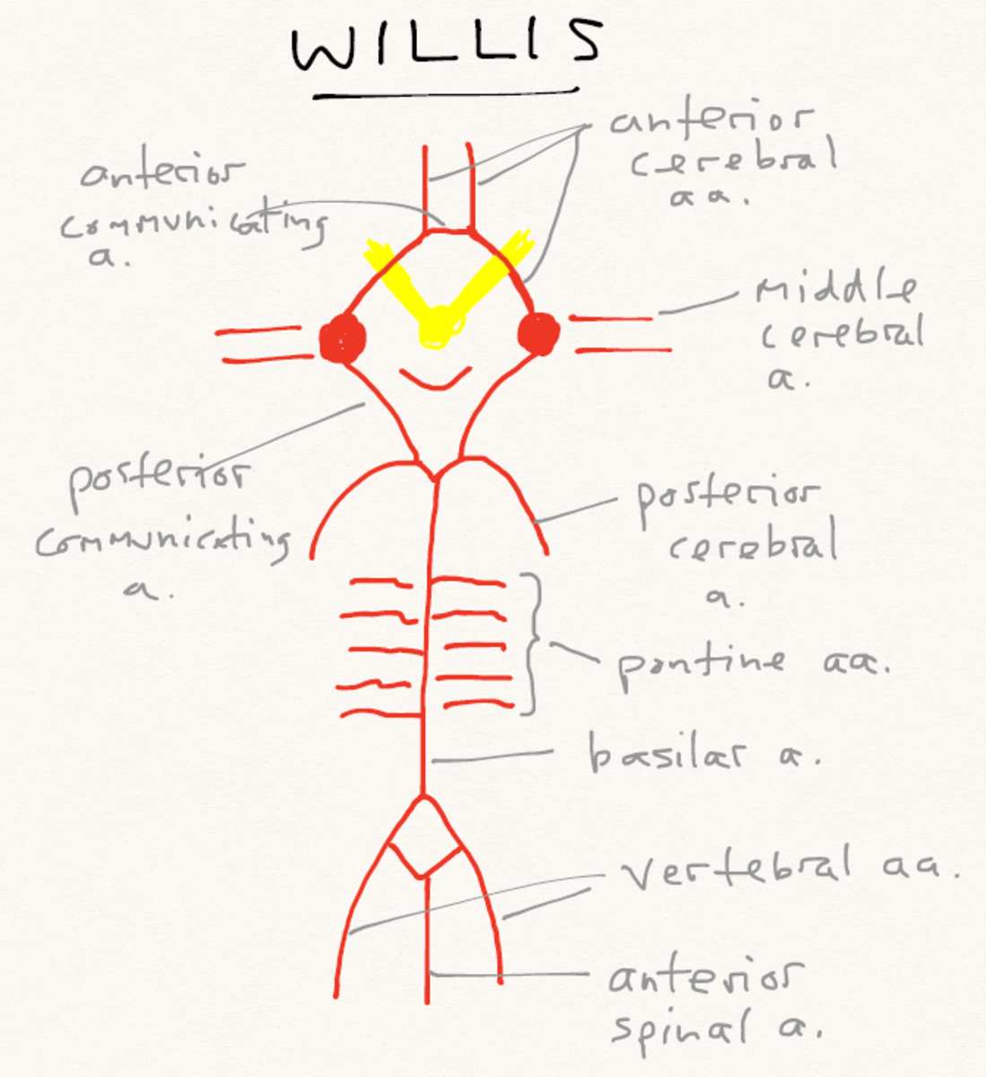 human-anatomy-lesson-16