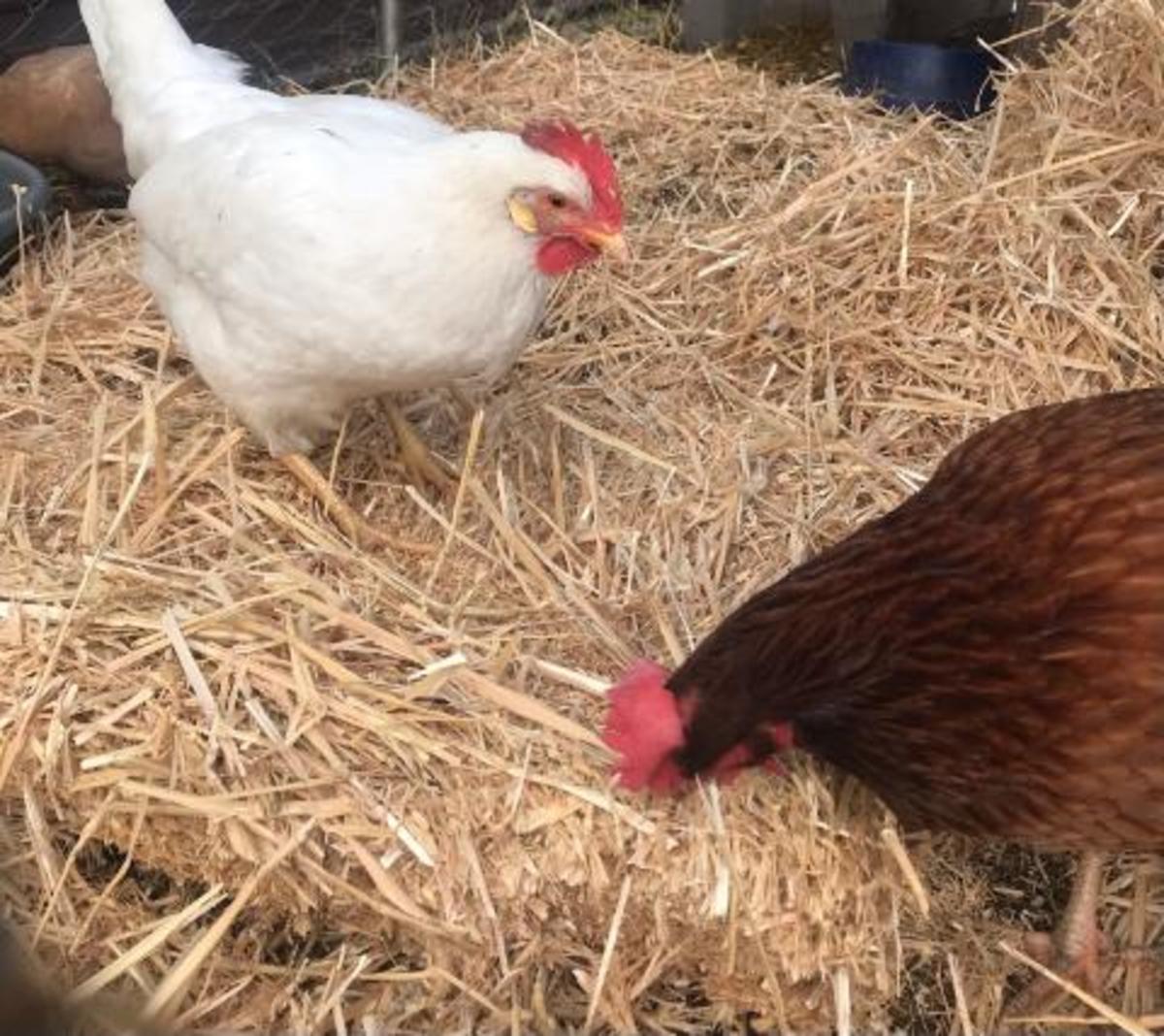 My chickens spreading out their straw in the cold weather. 