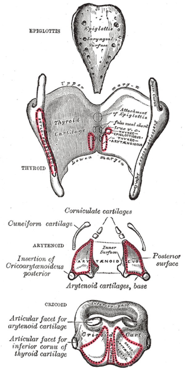 Human Anatomy Lesson 20 - HubPages