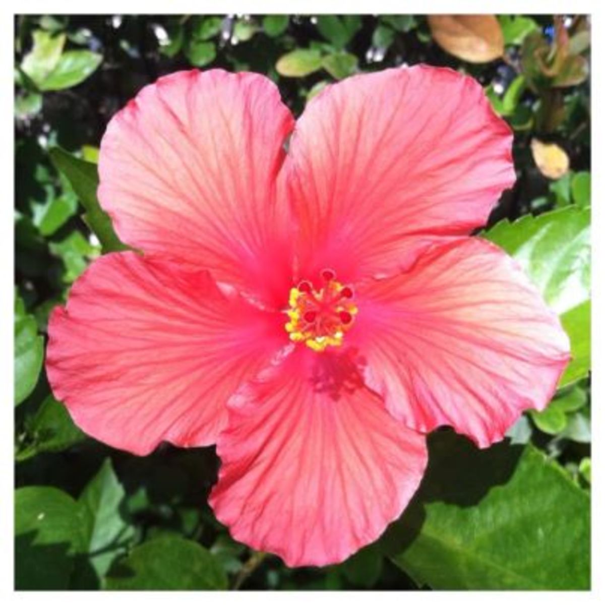A hibiscus flower means life and hope to me.