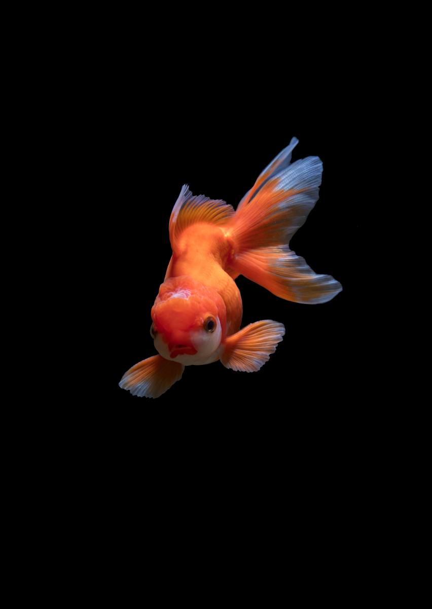 Goldfish are so common, yet so misunderstood.
