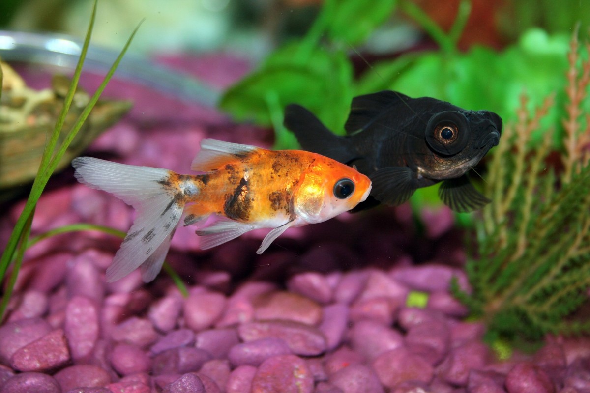 How much do you really know about goldfish? 