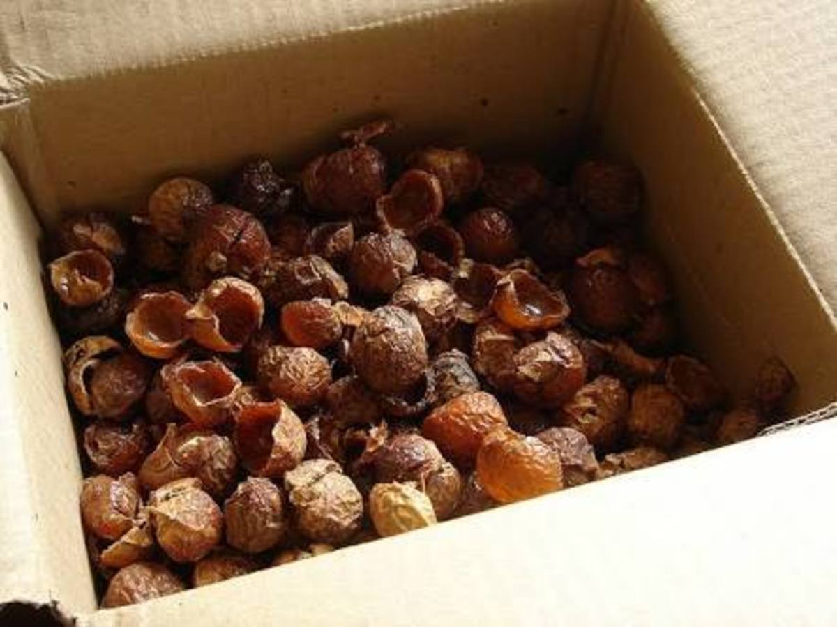 Reetha/ Indian soapberry or wash nut (Sapindus Mukorassi)