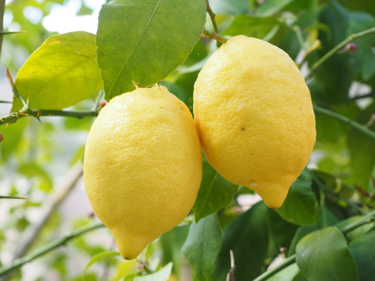 Caring For Your Lemon Tree