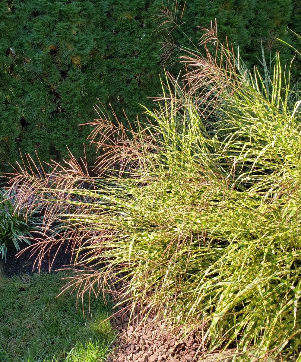how to grow zebra grass, an ornamental grass - dengarden