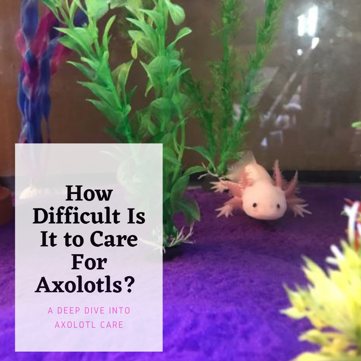 How Difficult Is It to Care for Axolotls?