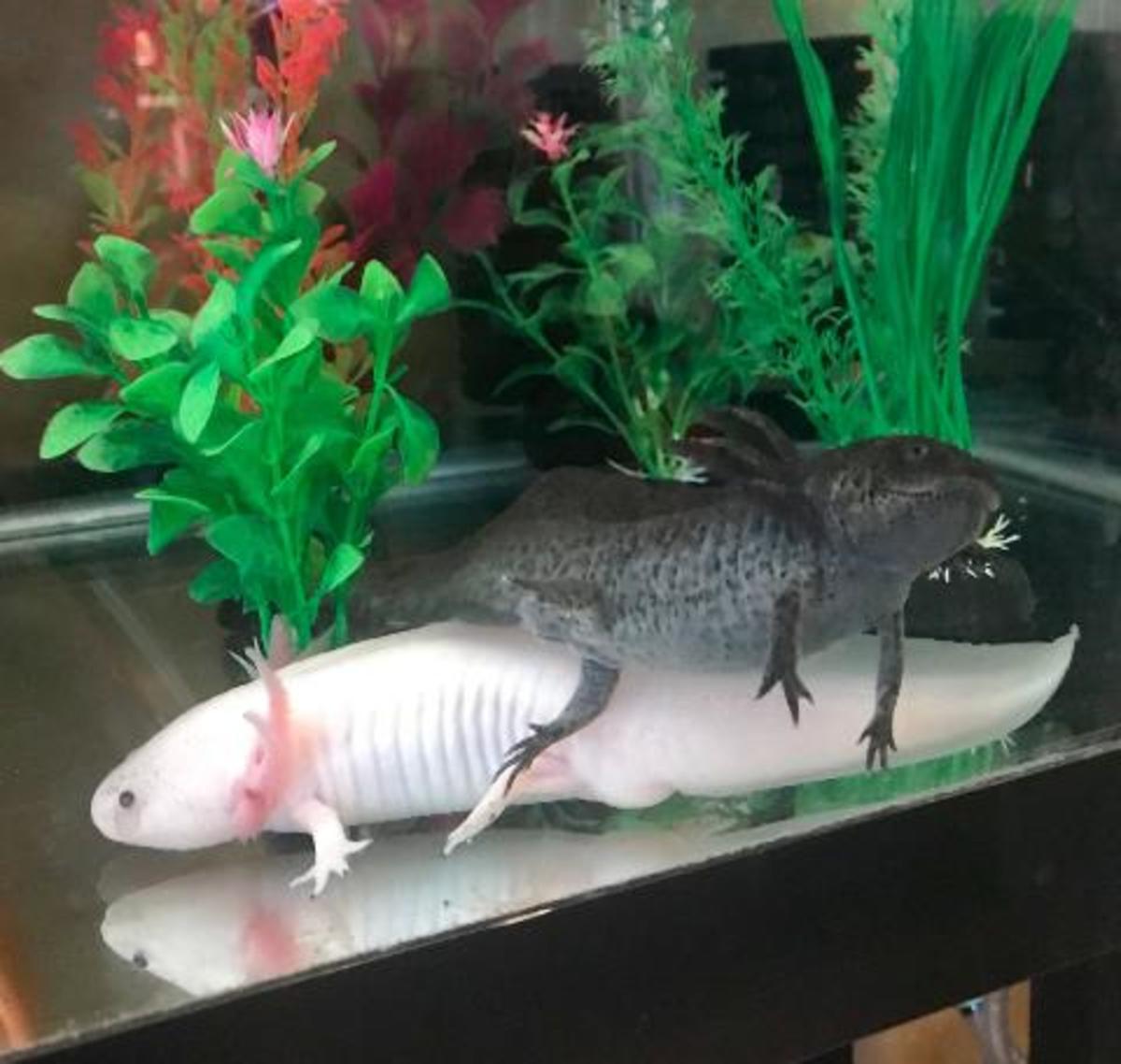 I frequently find my axolotl hanging out next to each other.