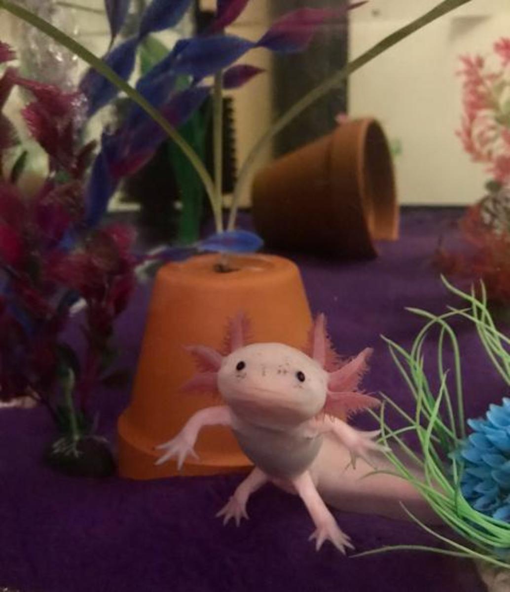 Axolotls lift their legs and float in odd poses. 