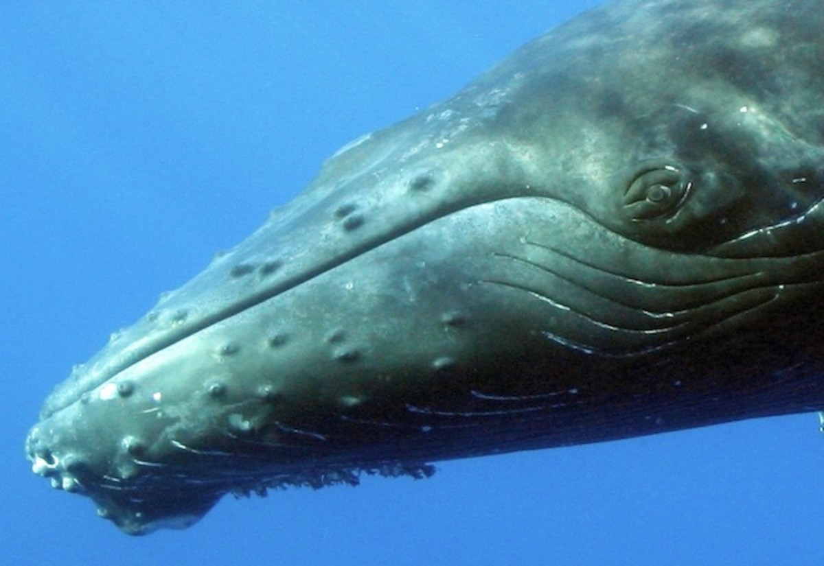 The eye of a humpback whale