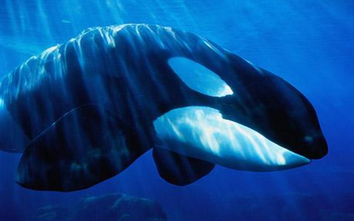 how-a-whale-senses-the-world