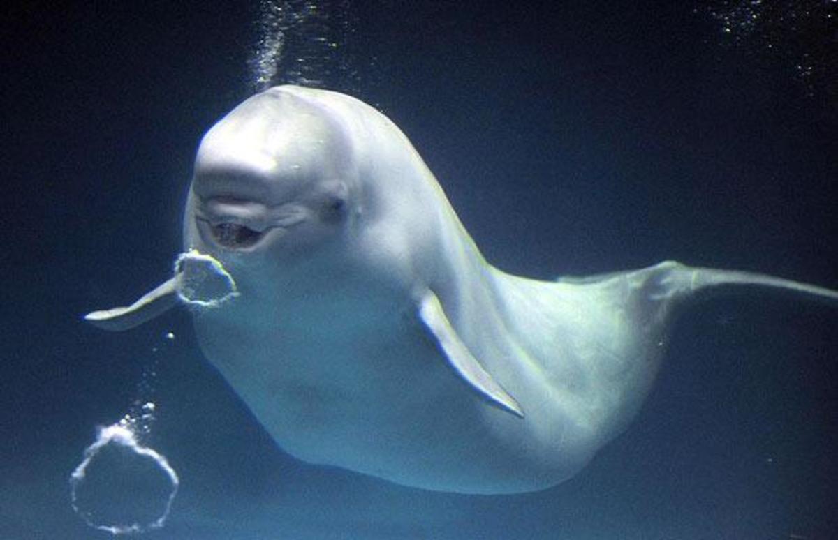 A beluga whale blowing bubble rings