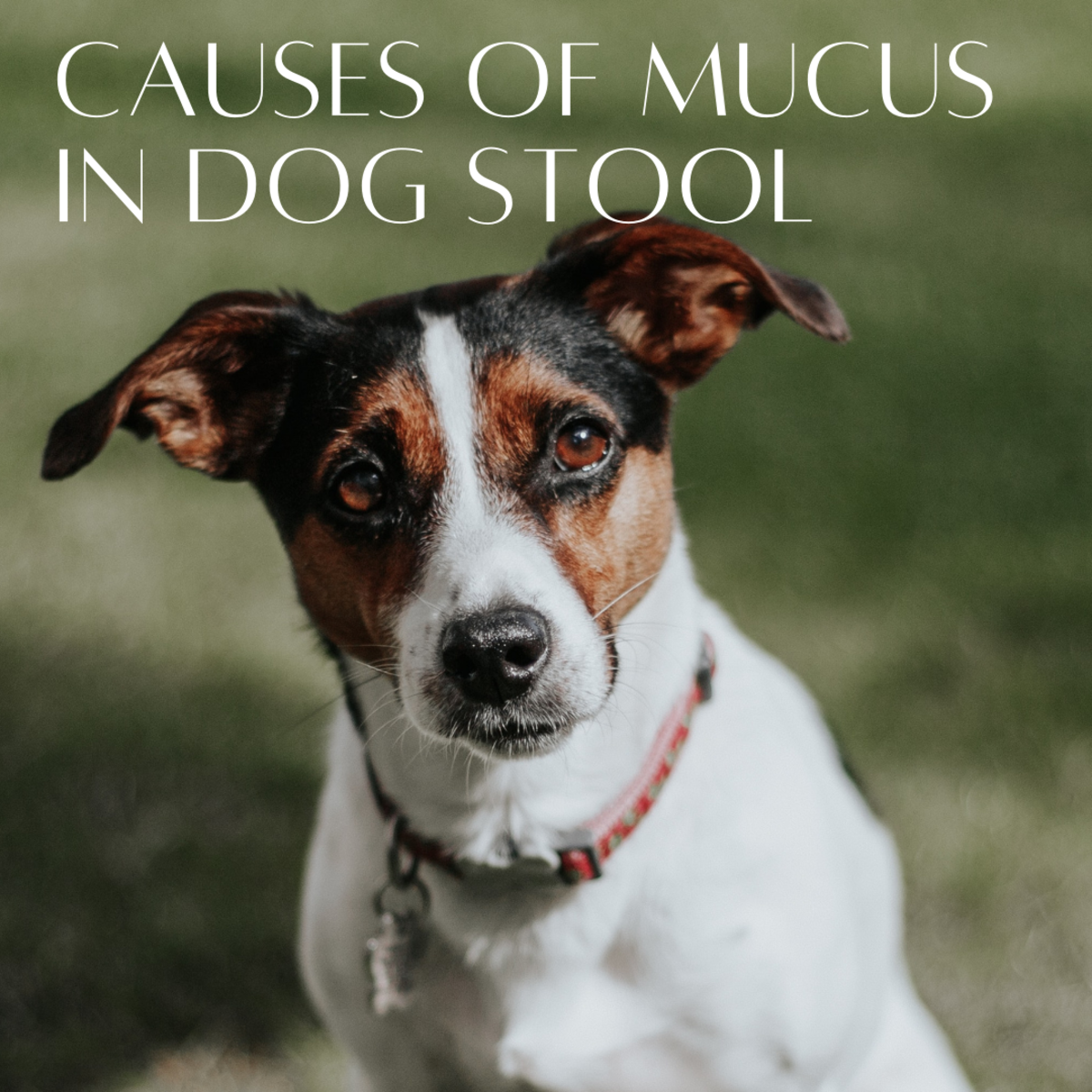 15 Causes Of Mucus In Dog s Stool PetHelpful By Fellow Animal 