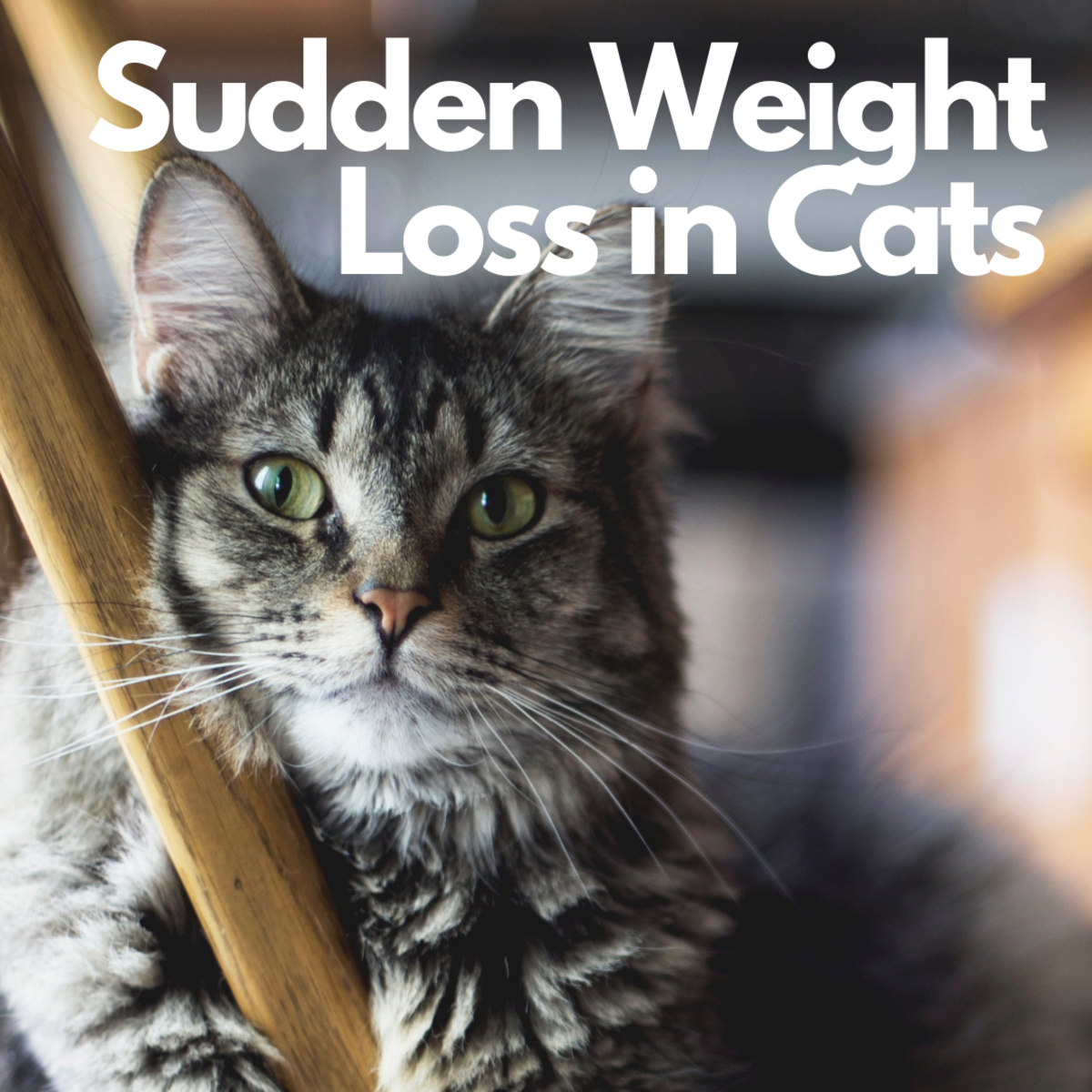 Sudden Weight Loss in Cats and Hyperthyroidism PetHelpful