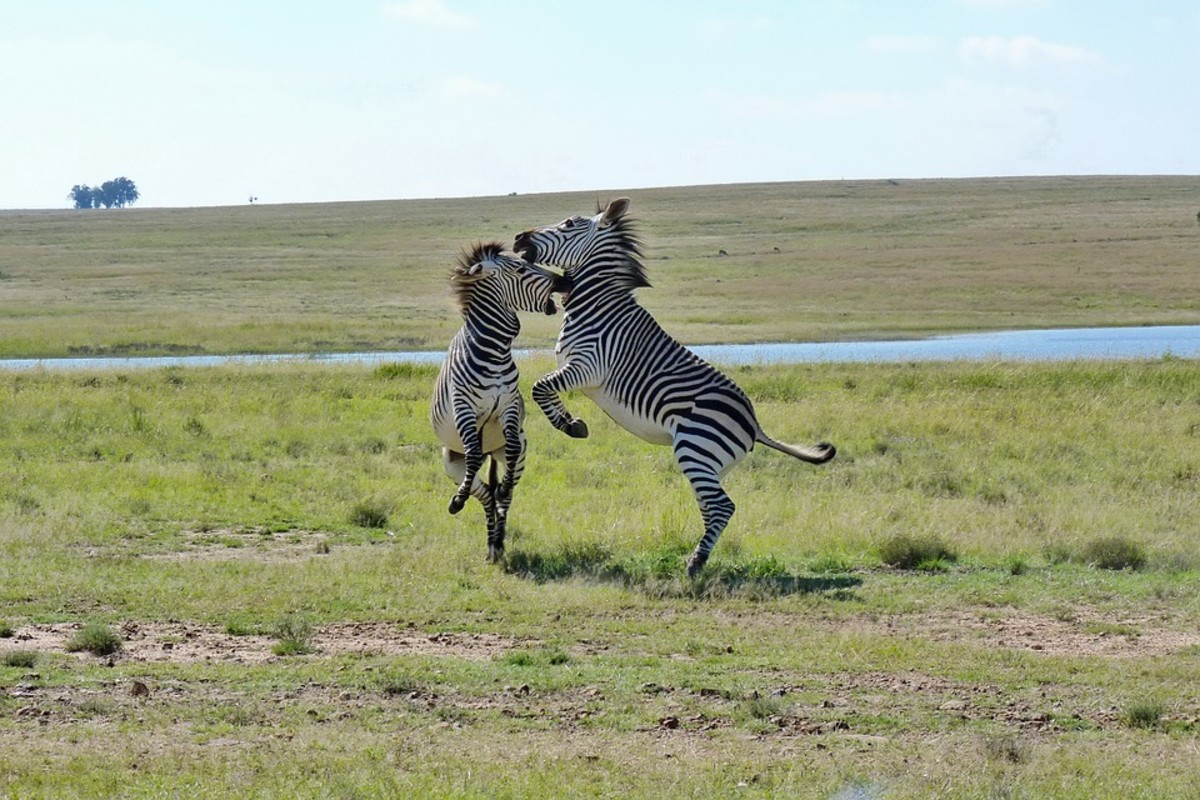 A pair of mountain zebras busy settling an argument. 