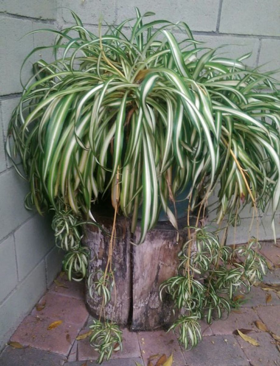 Mature Spider Plant