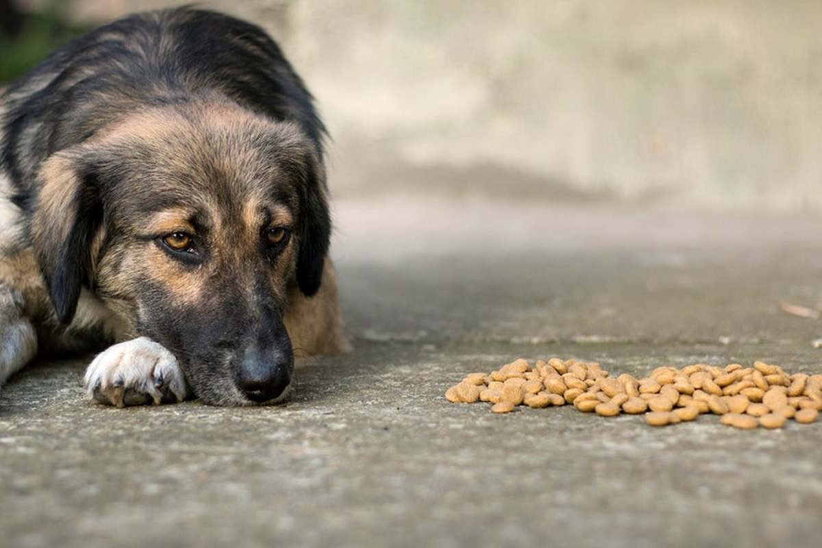 Dog lying down and looking at his pet food.