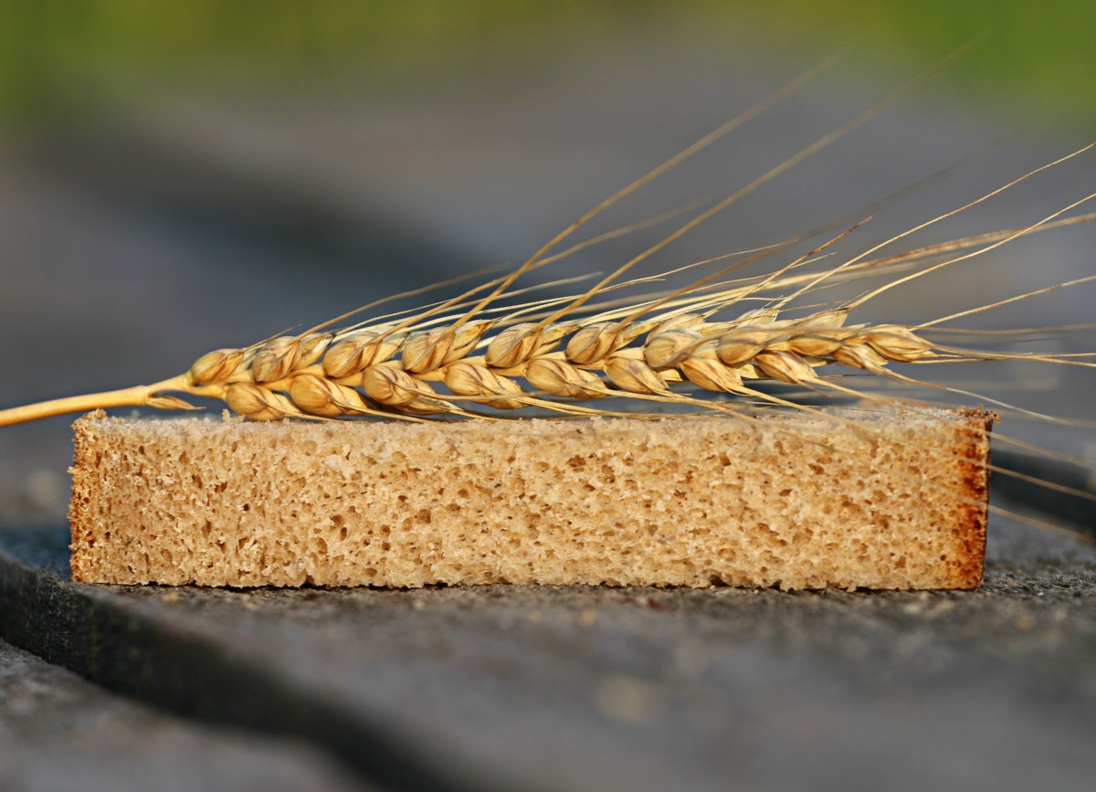 Wheat grain.
