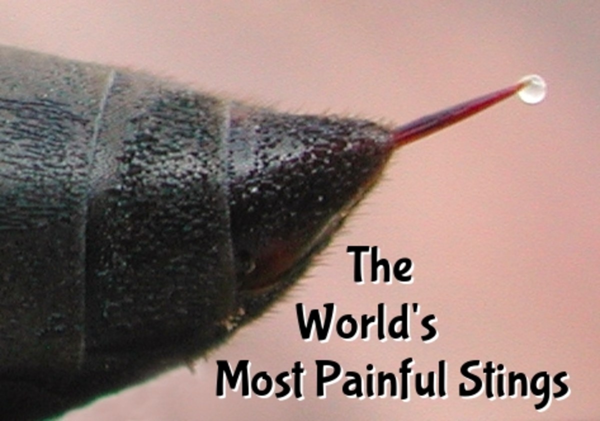 What Are the Most Painful Stings?