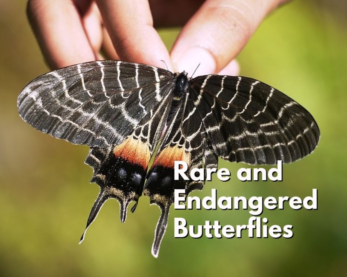 Top 10 Rare or Endangered Butterflies