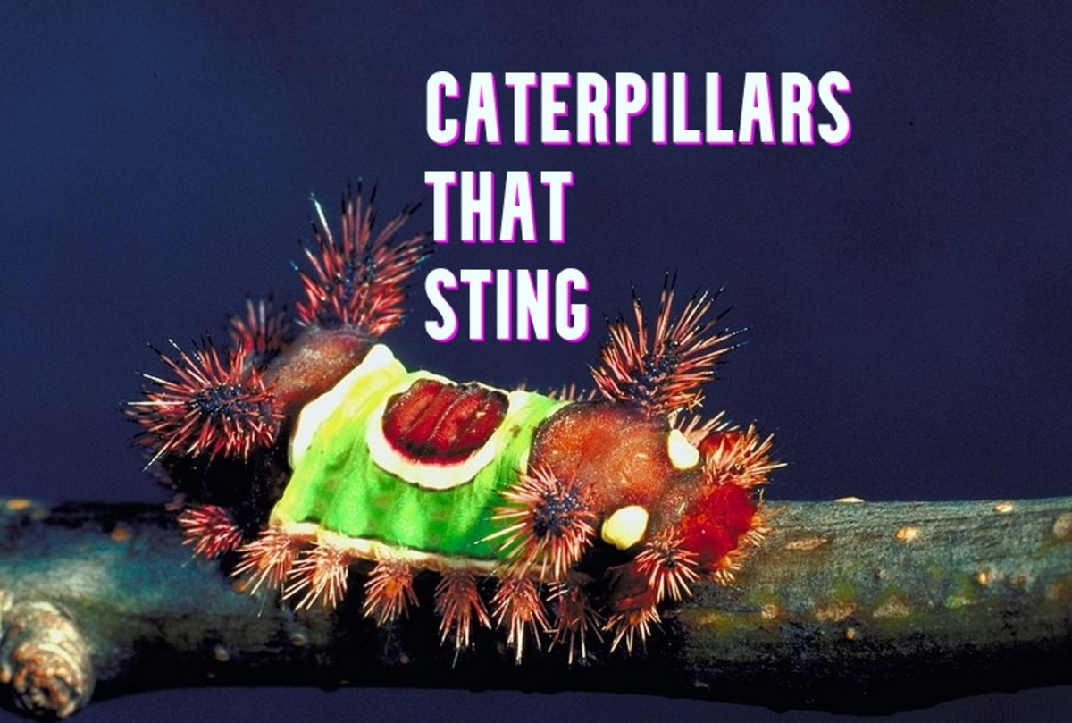 Stinging Caterpillars: A Quick and Easy Identification Guide