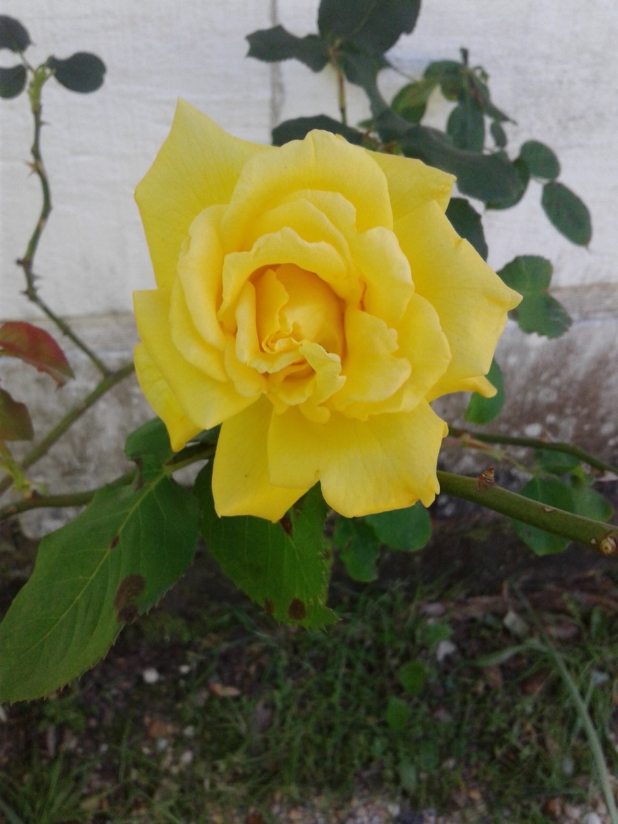National Yellow Rose