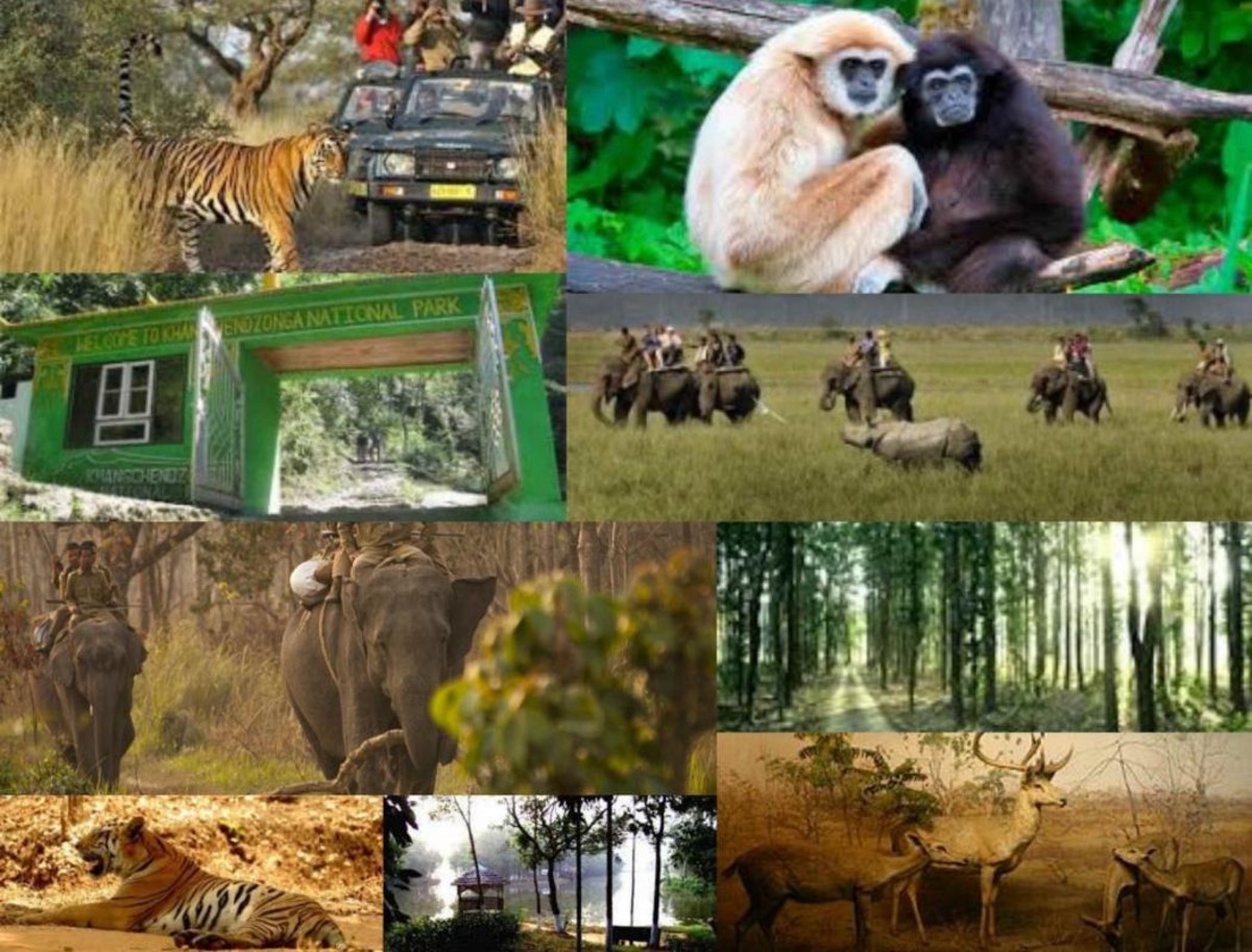 animals which are supposed to be in conservation